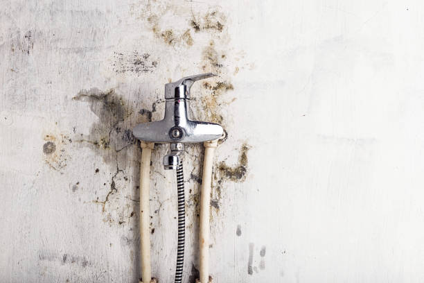 Best Mold Remediation  in Terryville, NY