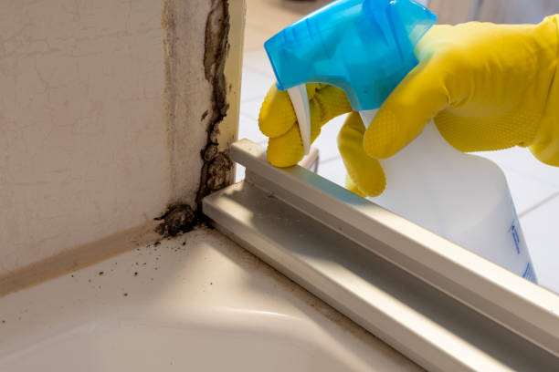 Best Fast Mold Removal  in Terryville, NY