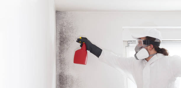 Best Home Mold Removal  in Terryville, NY