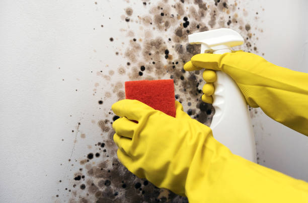 Best Office Mold Removal Services  in Terryville, NY