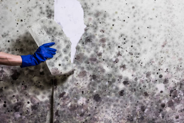 Best Local Mold Removal Service  in Terryville, NY