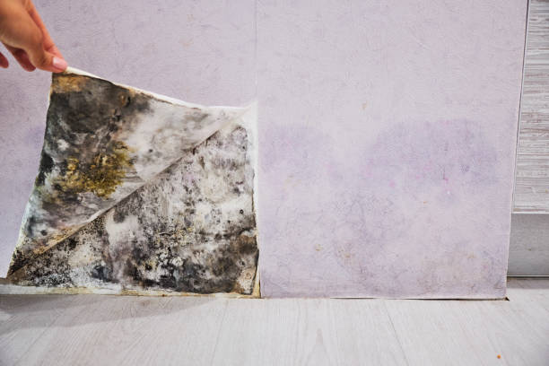 Best Water Damage Restoration  in Terryville, NY